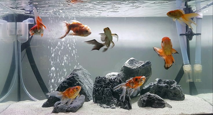 aquarium ikan mas koki