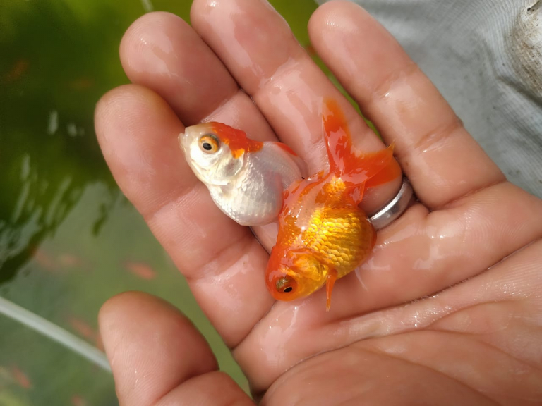 anakan ikan mas koki