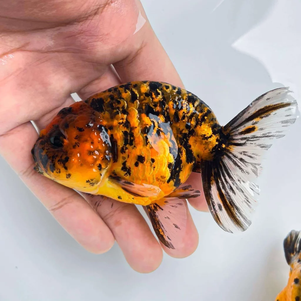 tiger ranchu goldfish