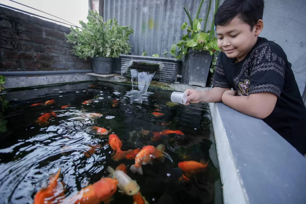 memberi makan ikan mas koki