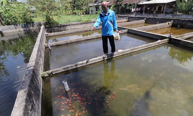 memberi makan ikan mas koki