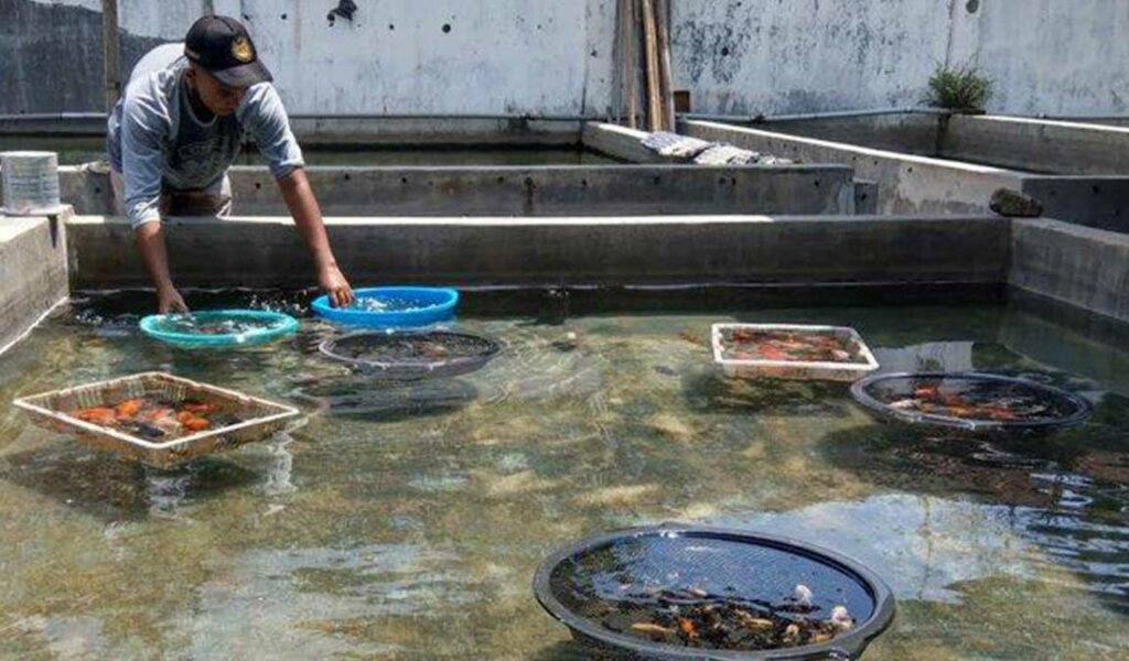 kolam budidaya ikan mas koki