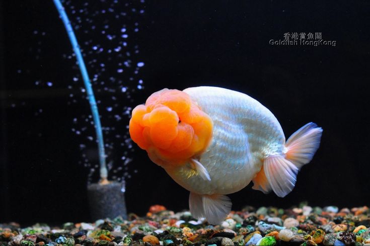 lionchu goldfish