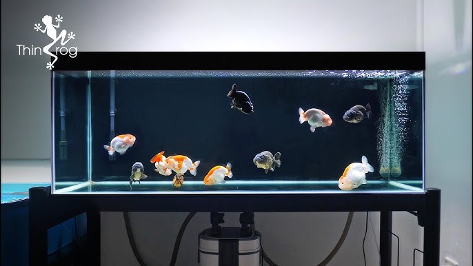 aquarium ikan mas koki