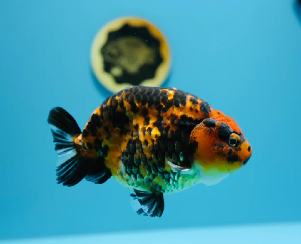 tiger ranchu goldfish