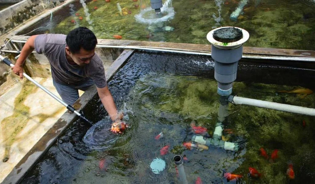 memantau kolam budidaya ikan mas koki