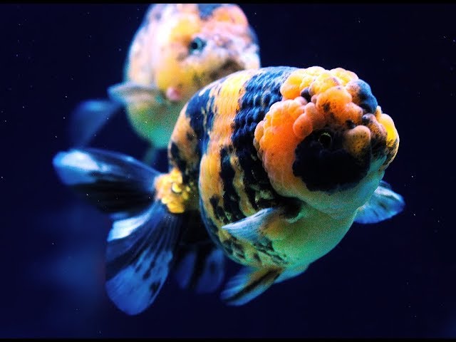 tiger ranchu goldfish