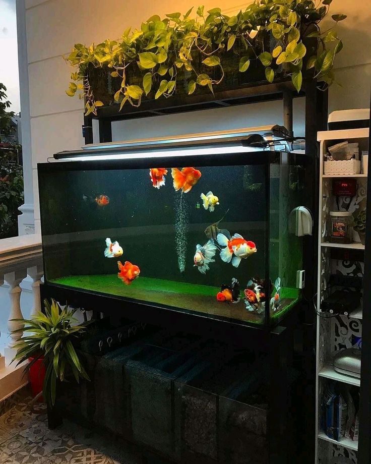 aquarium ikan mas koki