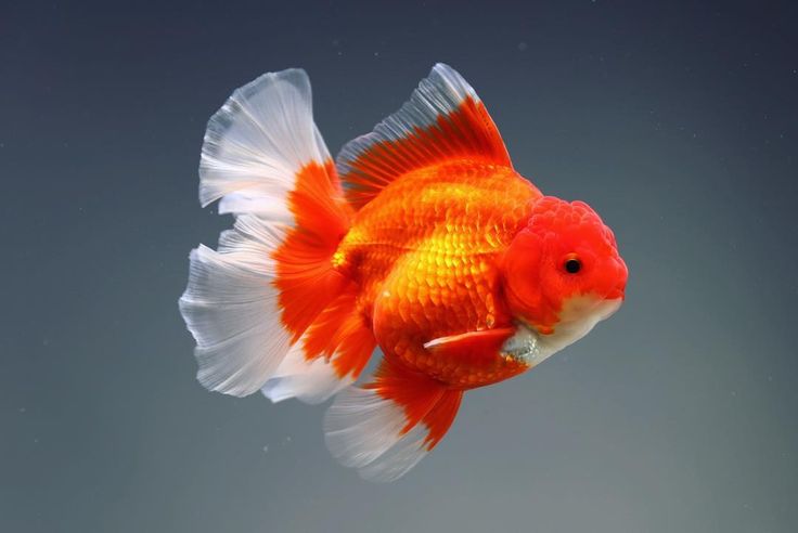 oranda goldfish