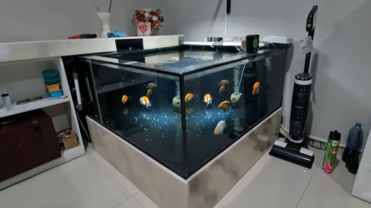 aquarium ikan mas koki