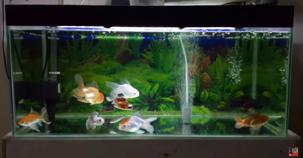 aquarium ikan mas koki dengan aerator