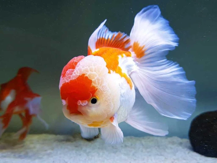 ikan mas koki oranda lionhead