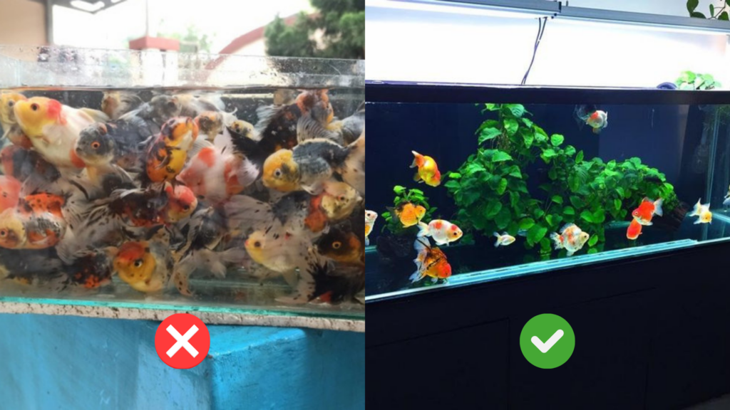 perbedaan aquarium overcrowding dan tidak