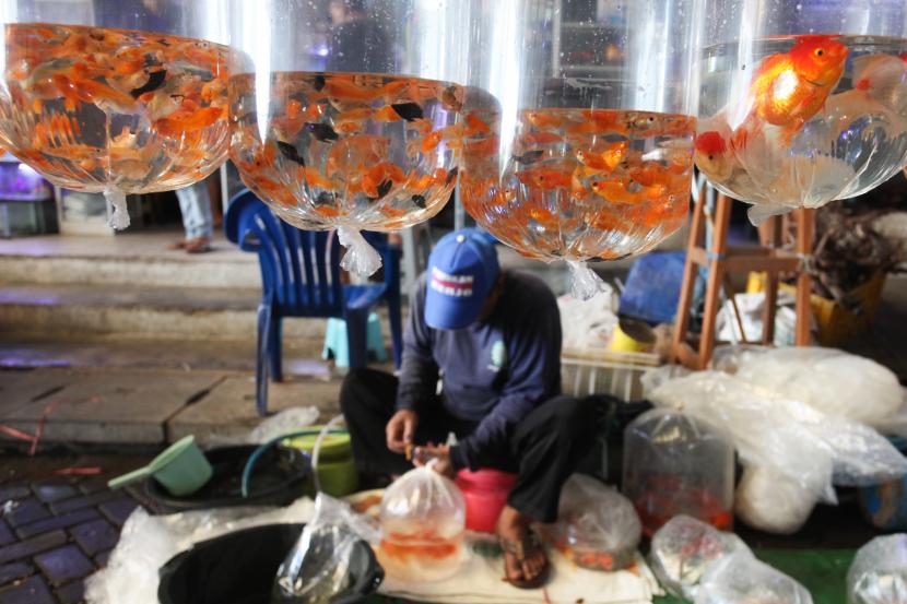 pasar ikan hias